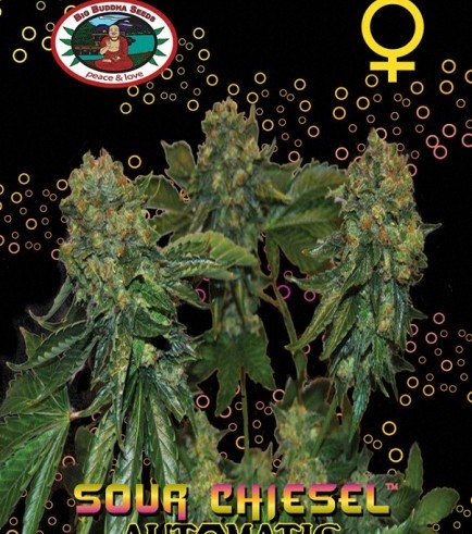 Sour Chiesel Autofiorente (Big Buddha Seeds)