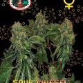 Sour Chiesel Autofiorente (Big Buddha Seeds)