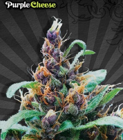 Purple Cheese Autofiorente (Auto Seeds)