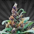 Purple Cheese Autofiorente (Auto Seeds)