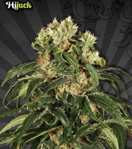 Hijack Autofiorente (Auto Seeds)