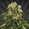 Hijack Autofiorente (Auto Seeds)