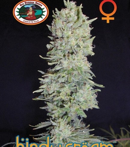 Hindu Cream (Big Buddha Seeds)