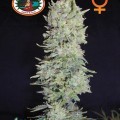 Hindu Cream (Big Buddha Seeds)