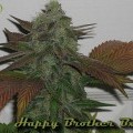 Happy Brother (Karma Genetics)