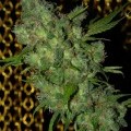 Kiwi Kush (Next Generation Seed Company)