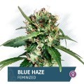 Blue Haze (Zamnesia Seeds)