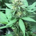 Dark Rhino (Kingdom Organic Seeds)