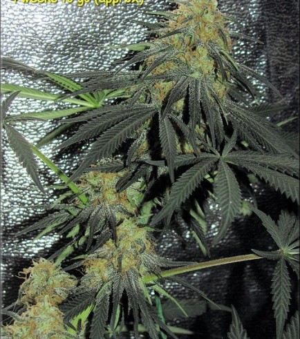 Rusty Haze (Kingdom Organic Seeds)