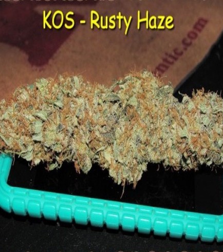 Rusty Haze (Kingdom Organic Seeds)