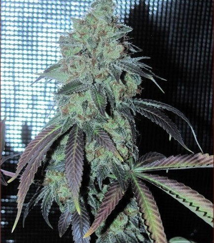 Coma Cluster (Kingdom Organic Seeds)