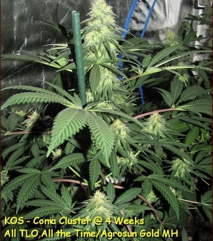 Coma Cluster (Kingdom Organic Seeds)