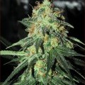 Coma Cluster (Kingdom Organic Seeds)