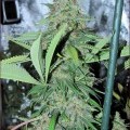 Coma Cluster (Kingdom Organic Seeds)