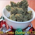 Coma Cluster (Kingdom Organic Seeds)