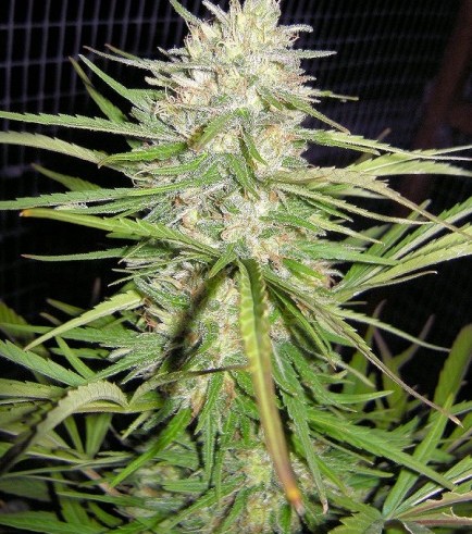 Cherry Malawi (Kingdom Organic Seeds)