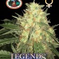 Legends Gold (Big Buddha Seeds)