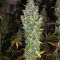 Island Sweet Skunk (Next Generation Seed Company)