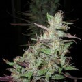 Island Sweet Skunk (Next Generation Seed Company)