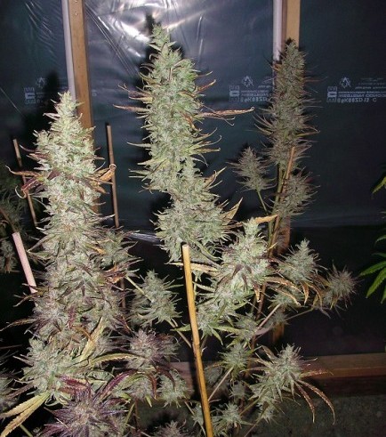 Island Sweet Skunk (Next Generation Seed Company)