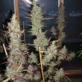 Island Sweet Skunk (Next Generation Seed Company)