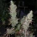 Island Sweet Skunk (Next Generation Seed Company)