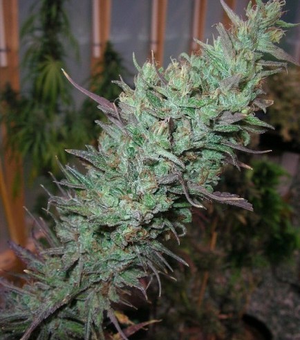 Island Sweet Skunk (Next Generation Seed Company)