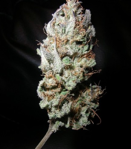 Island Sweet Skunk (Next Generation Seed Company)