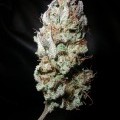 Island Sweet Skunk (Next Generation Seed Company)