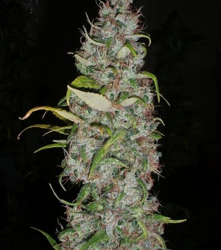 Island Sweet Skunk (Next Generation Seed Company)