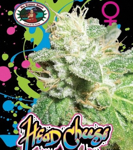 Head Cheese (Big Buddha Seeds)