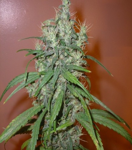 Romulan Haze (Next Generation Seed Company)