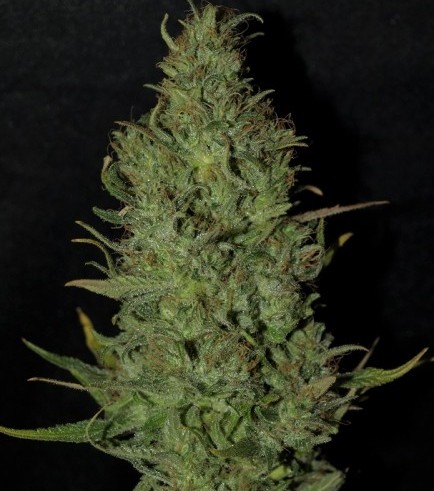 BC Golden Skunk (Next Generation Seed Company)