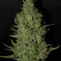 BC Golden Skunk (Next Generation Seed Company)