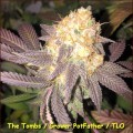 The Tombs (Kingdom Organic Seeds)