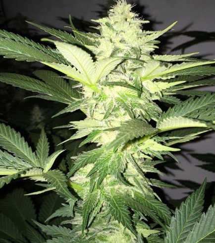 Roof 95 (T.H. Seeds)