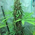 Iron Cindy (Kingdom Organic Seeds)