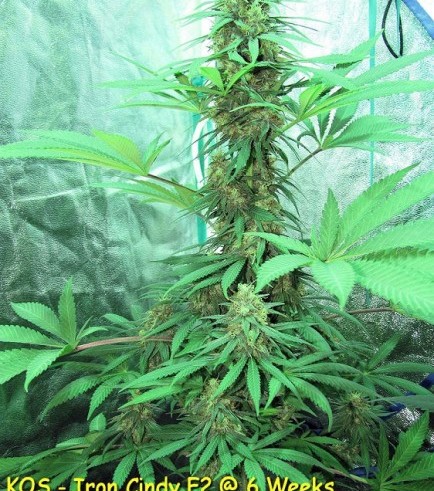 Iron Cindy (Kingdom Organic Seeds)