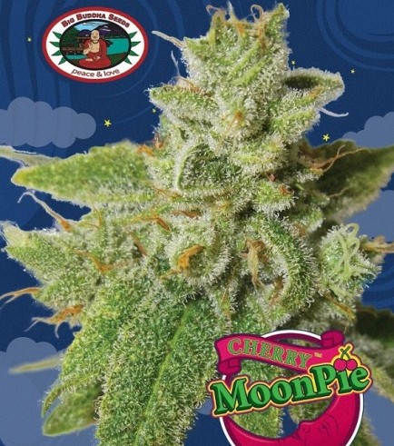 Cherry Moon Pie (Big Buddha Seeds)