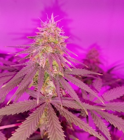 Black Poison Skunk (Kingdom Organic Seeds)