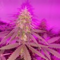 Black Poison Skunk (Kingdom Organic Seeds)