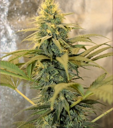 Hemmy Black (Kingdom Organic Seeds)