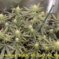 Hemmy Black (Kingdom Organic Seeds)