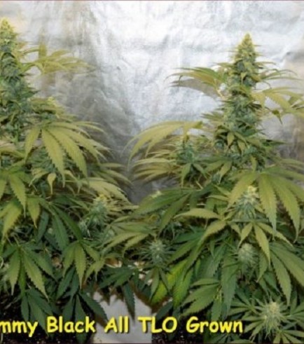 Hemmy Black (Kingdom Organic Seeds)