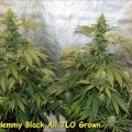 Hemmy Black (Kingdom Organic Seeds)