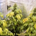 Hemmy Black (Kingdom Organic Seeds)