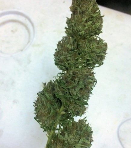 Black Poison (Kingdom Organic Seeds)