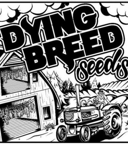 Logo Dying Breed Seeds