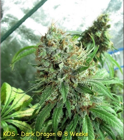 Dark Dragon (Kingdom Organic Seeds)