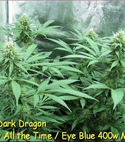 Dark Dragon (Kingdom Organic Seeds)